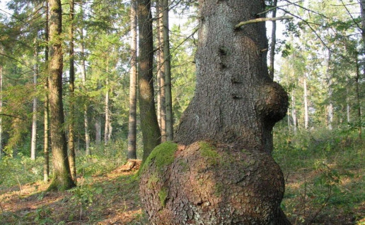 2_Egle Boba. G.Sidabrienes n.jpg